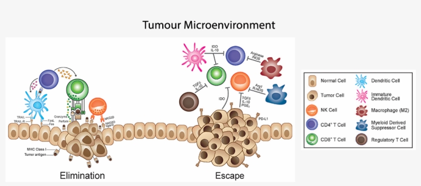Crosstalk Between Cancer And Immune Cells - Immunosurveillance, transparent png #4080615