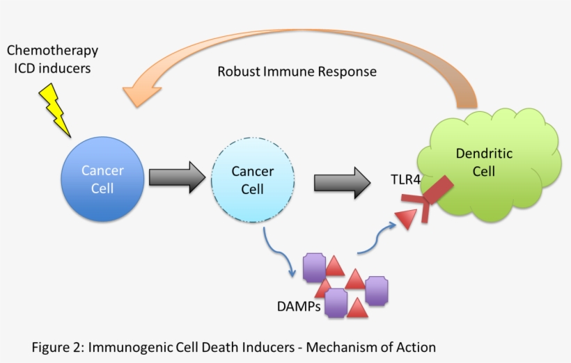 Research Into Immune Responses Against Cancer Has Demonstrated - Immunogenic Cell Death Icd, transparent png #4080648