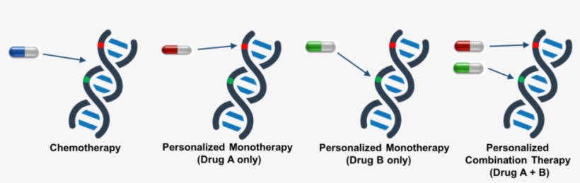 In Vitro Study Demonstrates The Benefit Of Personalized - Combination Therapy, transparent png #4080741