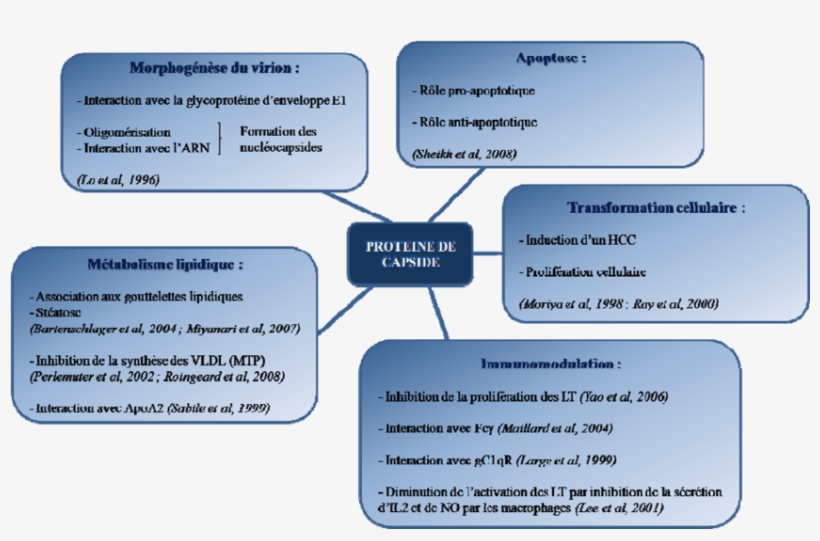 Fonctions Connues De La Protéine De Capside Du Vhc - Hepatitis C Virus, transparent png #4080958