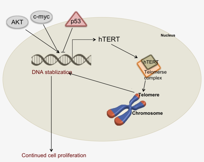 Cancer Cells This Protein Is Highly Overexpressed And - Dna Vector, transparent png #4081187
