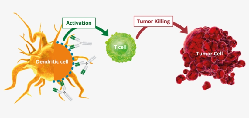 In Addition, Since Some Cancer Cells Express Cd40 On - Alligator Bioscience, transparent png #4081638