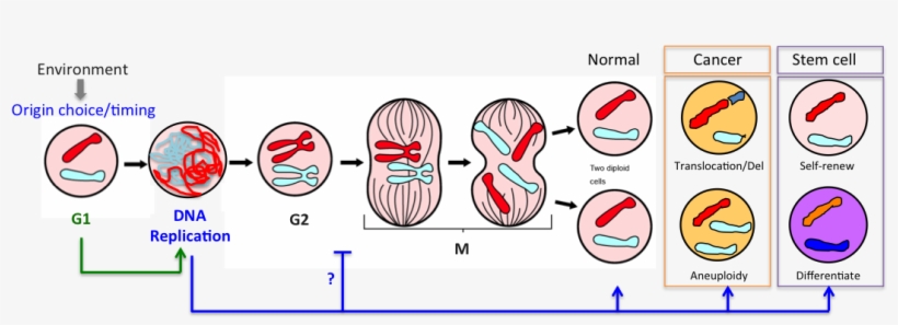A Key But Often Overlooked Property Of Dna Replication - Dna Replication In A Cell, transparent png #4081665