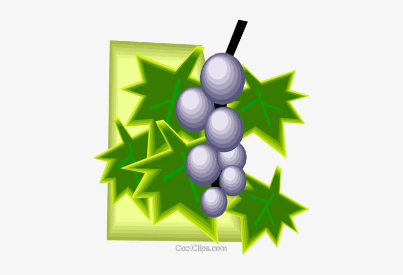 Grapes On The Vine, Fruits Royalty Free Vector Clip - Graphic Design, transparent png #4081703