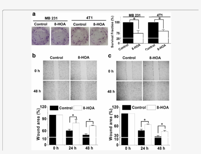 Hoa Inhibits Breast Cancer Cell Growth And Migration - Fig.1, transparent png #4081724