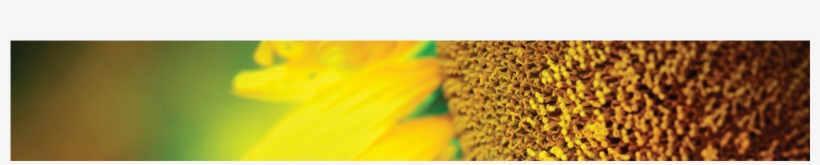 Sunflower, transparent png #4082148