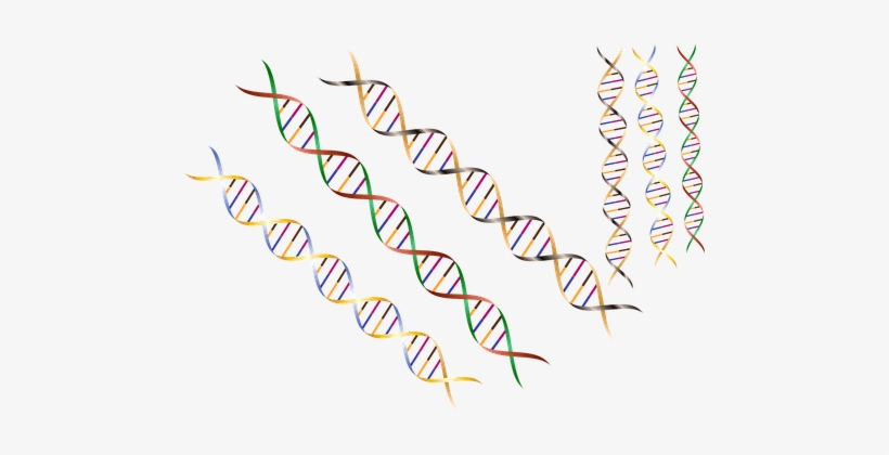Dna Dna Strand Dna Helix Helix Research Sc - Dna, transparent png #4082871