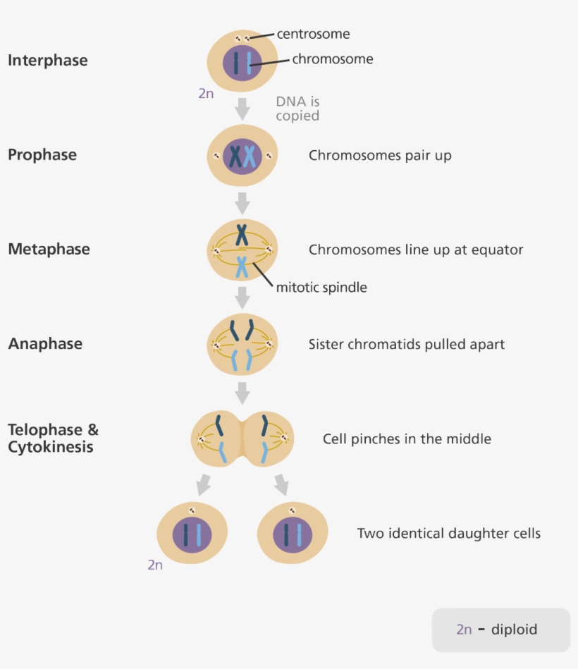Svg Library Library What Is Mitosis Homeschool - Stages Of Mitosis, transparent png #4083785