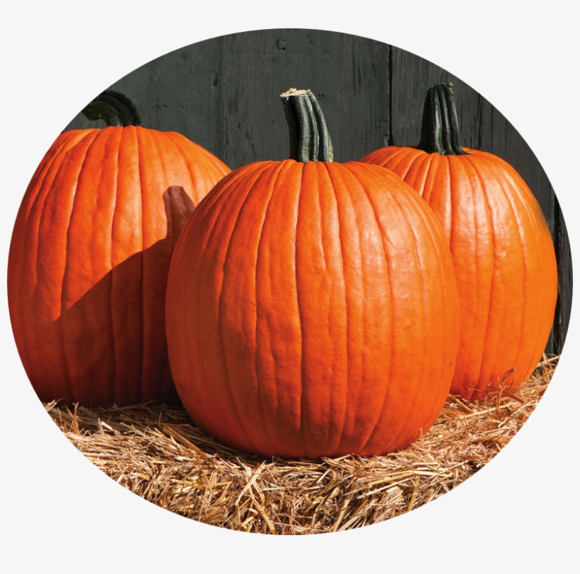 Pumpkin - David's Garden Seeds Pumpkin Cargo Pmr D3978poi (orange), transparent png #4084655