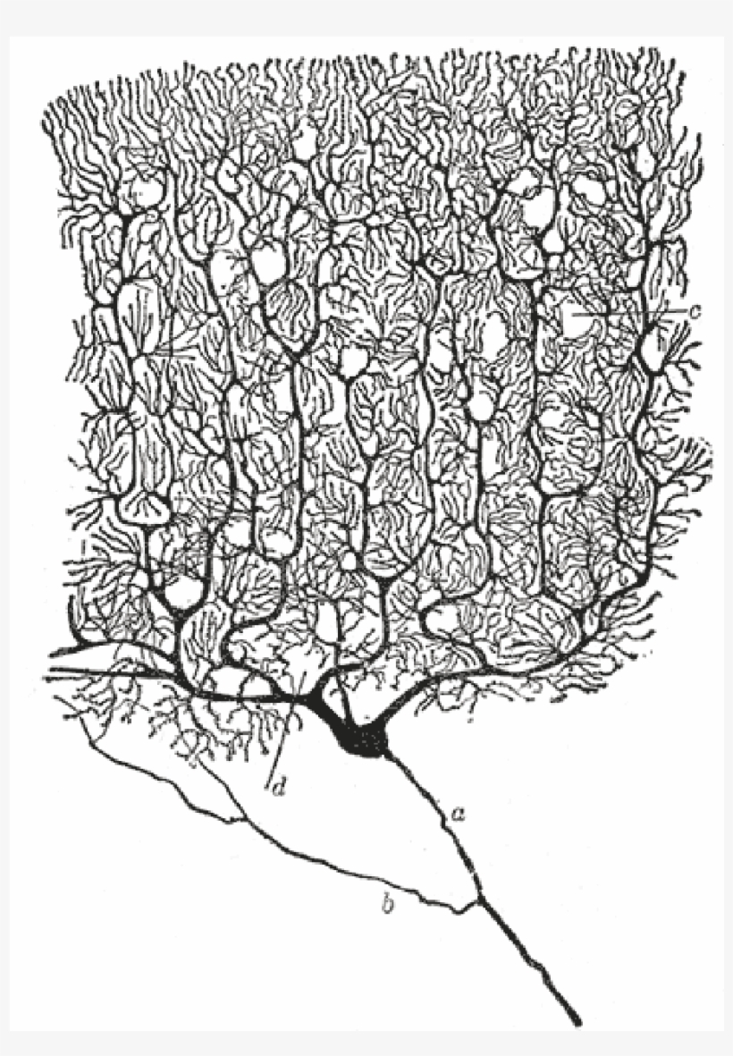Beautiful Brain: The Drawings Of Santiago Ramon Y Cajal, transparent png #4086584