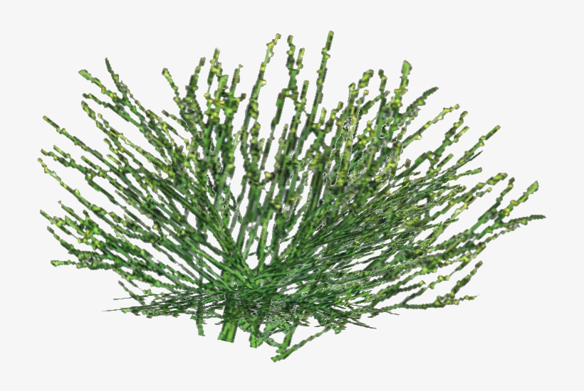 Variegated Horsetail - Wiki, transparent png #4086675
