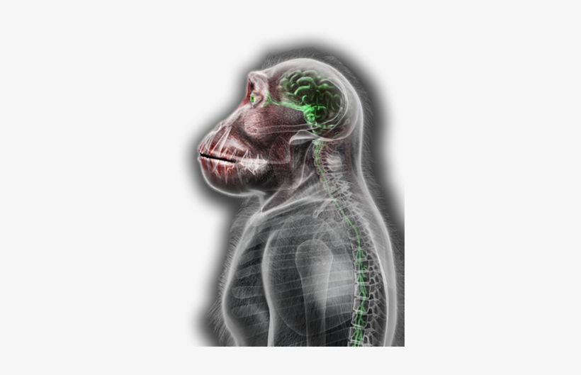 Petridish Ape4@2x - Necroa Virus Stages, transparent png #4089160