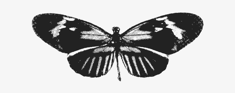 This Film Tells The Epic, True Story Of Explorer Henry - Brush-footed Butterfly, transparent png #4089674
