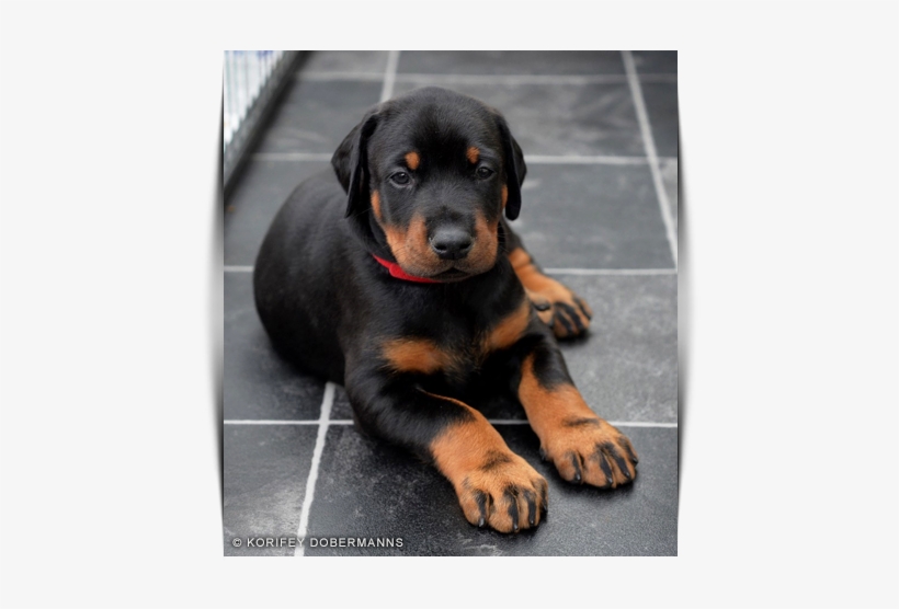 Korifey Dobermann Male Korifey Rage Jw - Male, transparent png #4090016