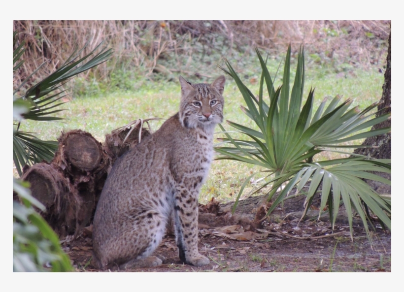 'save Flagler Beach Pets' Meeting To Discuss Dangers - Palm Coast, transparent png #4091123