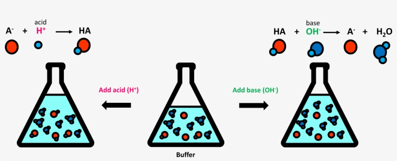 Buffers Cannot Arbitrarily Moderate Any Changes In, transparent png #4091178