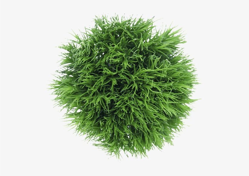 Colibri Flowers Greenball, Grower Of Carnations, Minicarnations, - Liverwort, transparent png #4091249