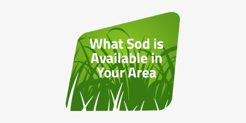 If You Have Questions, Please Use The Form At The Bottom - Grass, transparent png #4091308