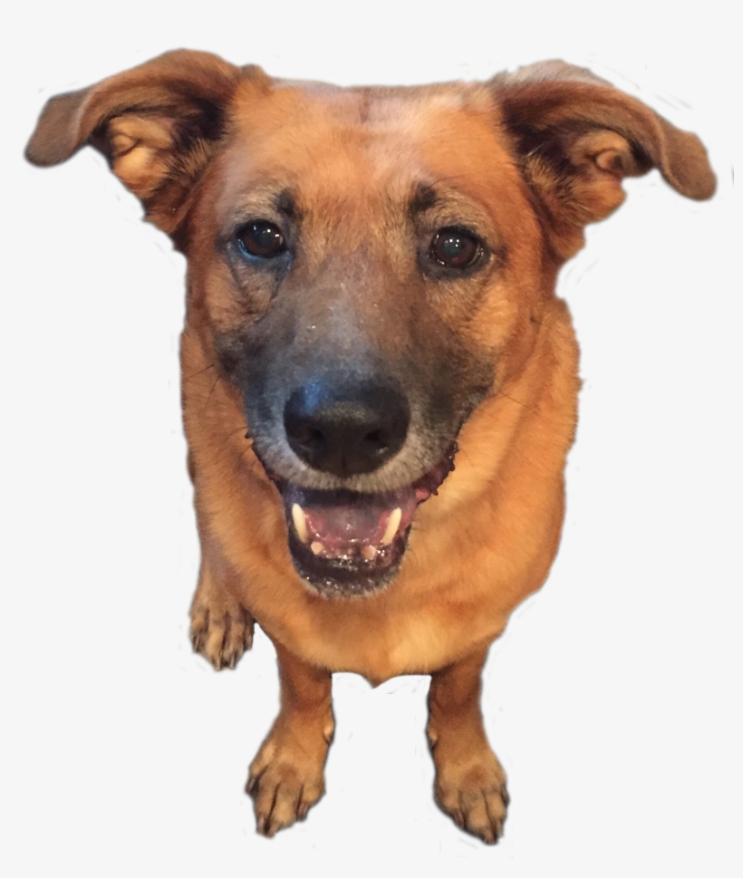 Dog, transparent png #4091919