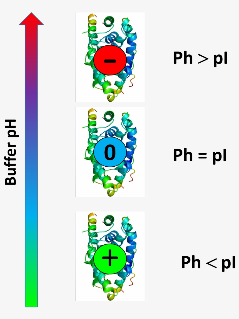 Protein Charge Is Function Of Buffer Ph - Buffer Ph And Protein Pi, transparent png #4092165