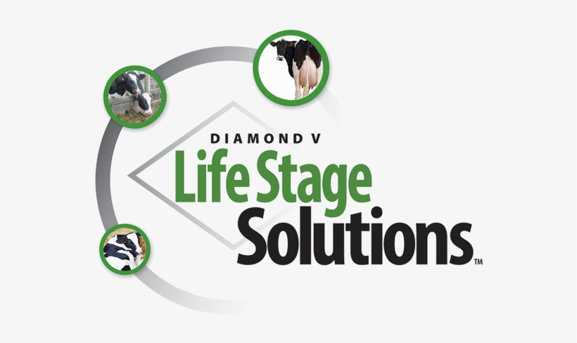 Dairy Nutrition And Health - Veterinary Medicine, transparent png #4092291