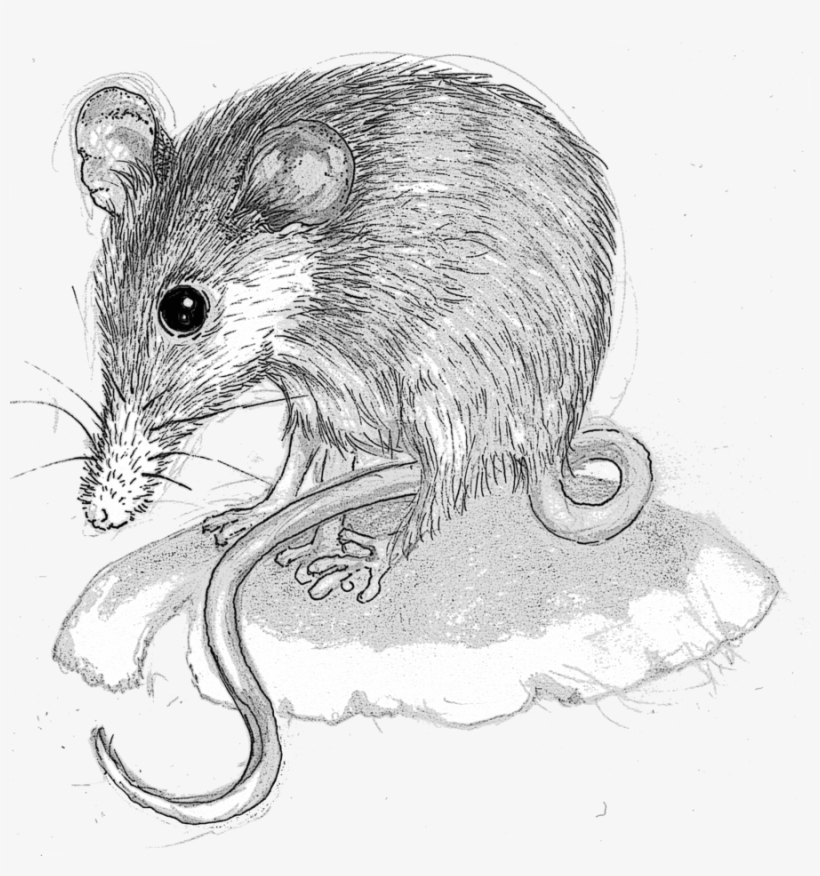 Download Mouse Clipart Honey Possum Rodent Computer - Clip Art, transparent png #4094996