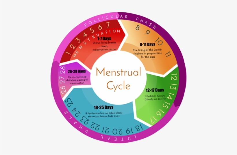 Basics Of Hormone Imbalance - Menstrual Cycle, transparent png #4095548