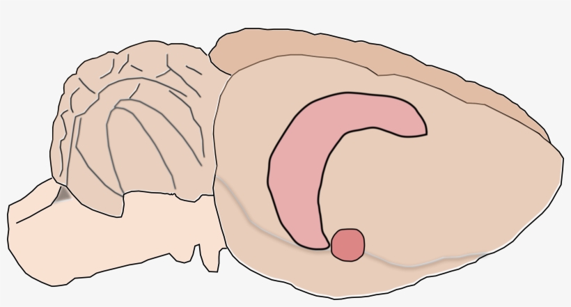Big Image - Rat Brain Clipart, transparent png #4095868