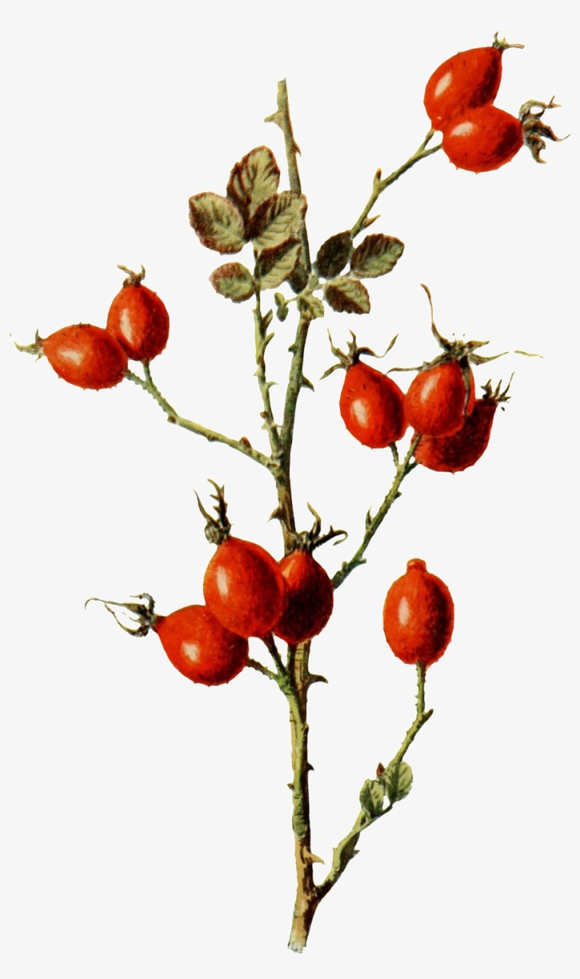 Hand Painted Deep Mountain Wild Fruit Branches Transparent - Botanical Illustration, transparent png #4096354