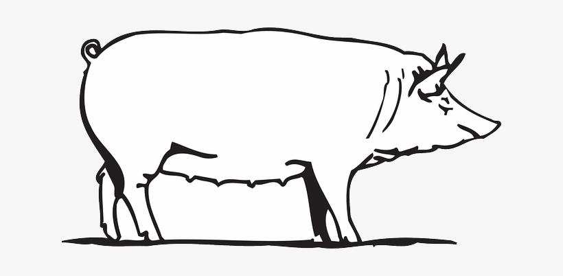 Barn Outline Outline Drawing Barn Farm Pig Art Animal - Porco Branco Png, transparent png #4097474