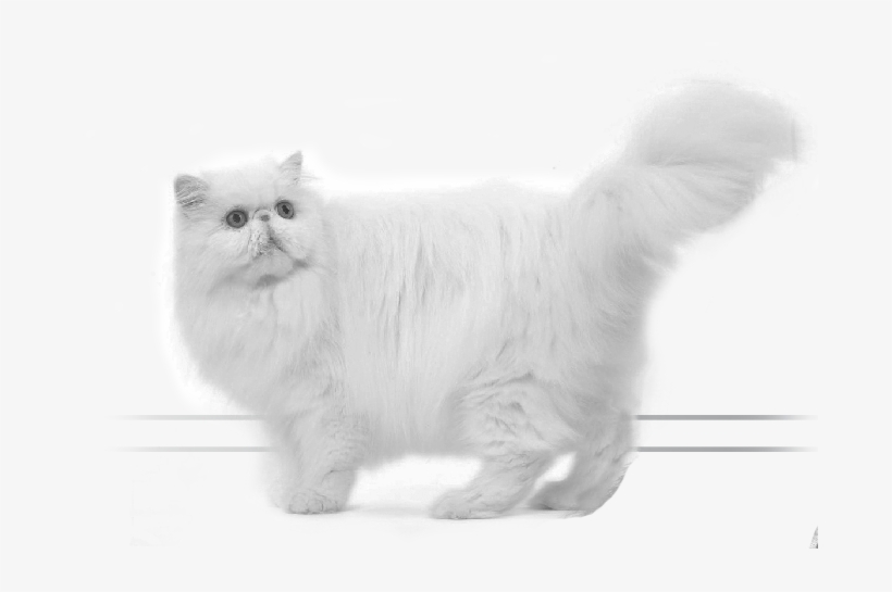 Persian - Asian, transparent png #4097724