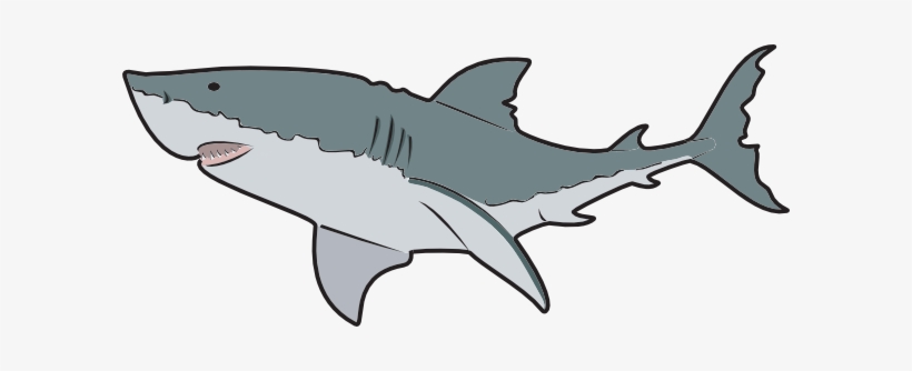 Animal, En, Fish, Ocean, Ocean Animals - Great White Shark Mugs, transparent png #4097808