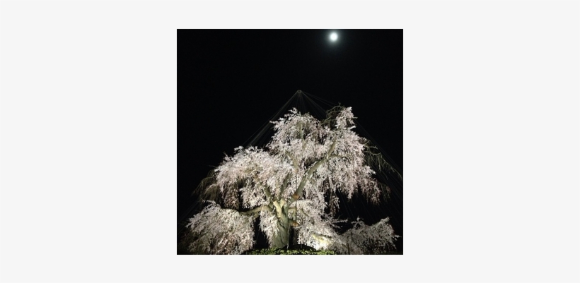 The Lanterns Along The Way Illuminate A Number Of Ancient - Moon, transparent png #4097887