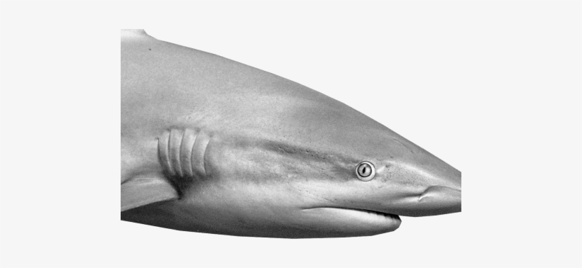 Do Sharks Sniff Their Way - Tiger Shark, transparent png #4098177