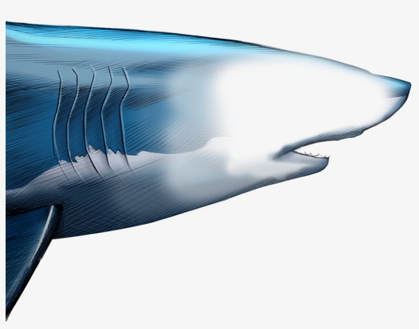 Unlike Most Animals, A Shark's Upper Jaw Is Not Firmly - Blue Whale, transparent png #4098289