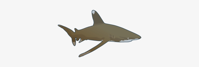 Oceanic Whitetip Shark, transparent png #4098334