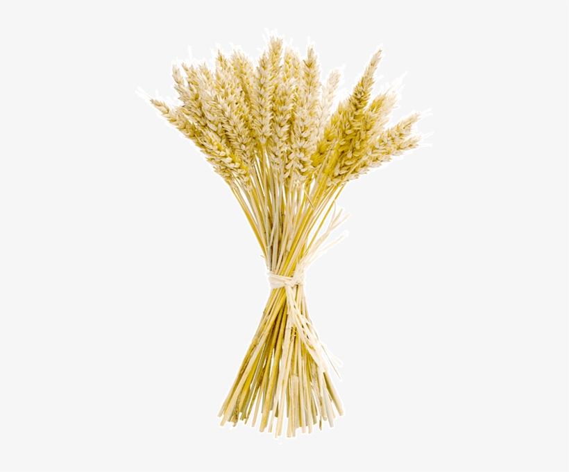 The Fibre Concentrate - Dietary Fiber, transparent png #4098516