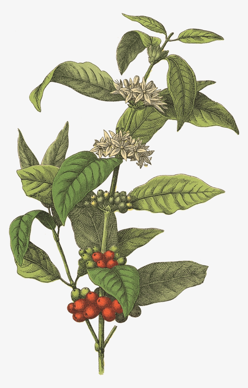 Red Rooster Coffee - Coffee Plant, transparent png #4099658