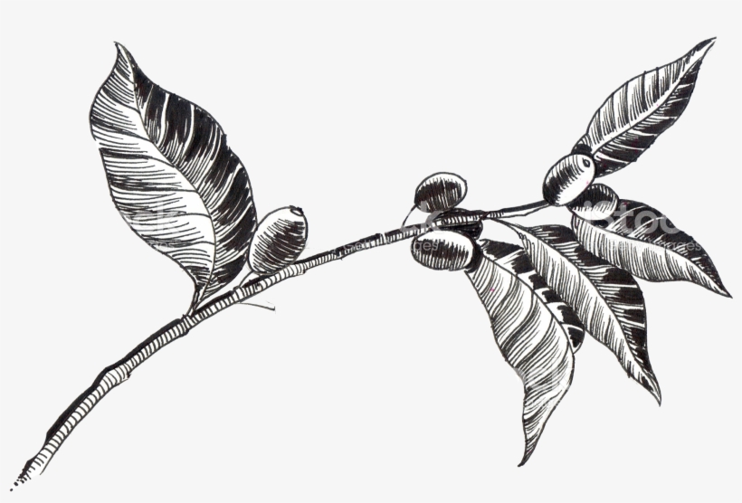 Coffee Ethiopia History, transparent png #4099661