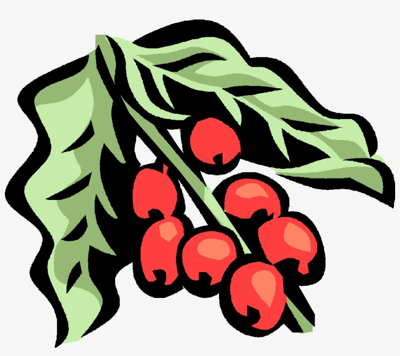 Coffee Plant, transparent png #4099692
