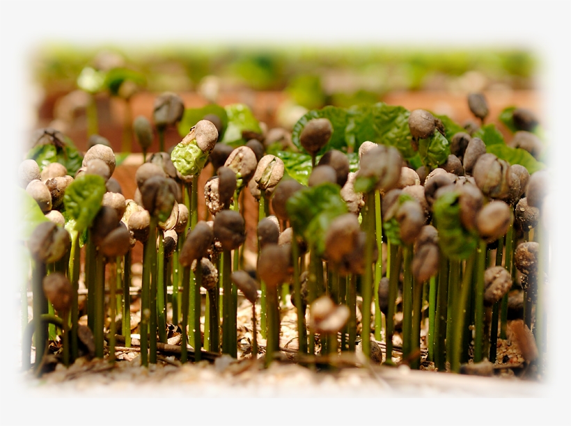 Coffee Plants Are Grown In Rows Several Feet Apart - Coffee Grown, transparent png #4099697