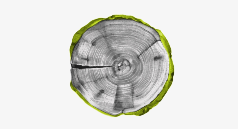 Faqs - Tree Stump Round, transparent png #4099720