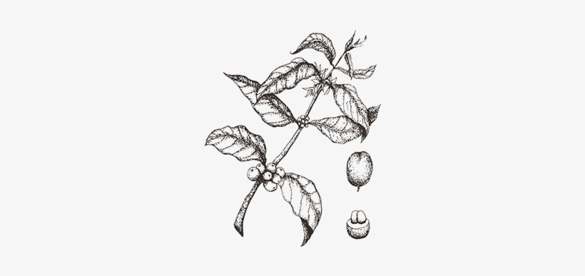 Clipart   Coffee Plant Line Drawing  Free Transparent PNG Clipart Images  Download