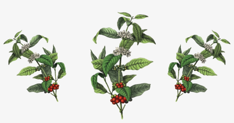 3 Coffee Plants - Prime House Prime House Drip Bag Coffeed - 2 Types, transparent png #4099806