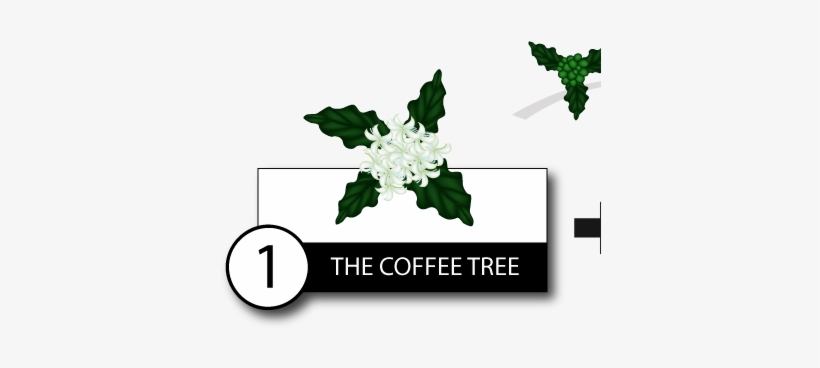 The Kopi Luwak Coffee Making Process From The Tree - Luwak Coffee Making Process, transparent png #4099849