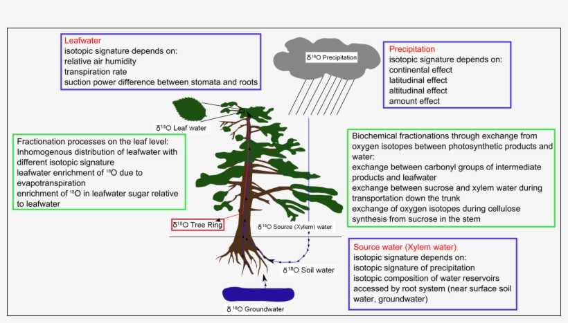 Biochemical Isotope Fractionations During Biosynthesis - Oxygen Isotope Fractionation, transparent png #4099866