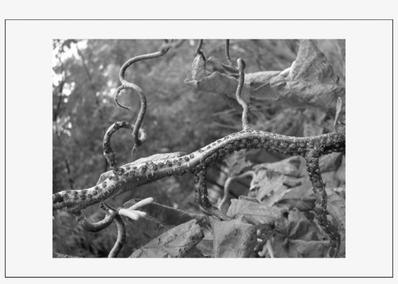 Eastern Filbert Blight On 'contorta' - Corkscrew Hazel, transparent png #4099891