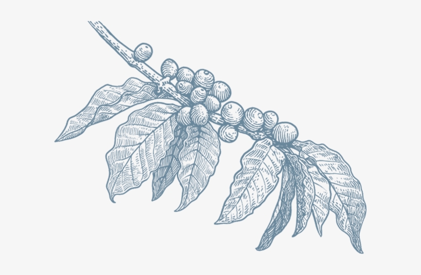 Artisan Production - Coffee Branch Illustration Png, transparent png #4099894