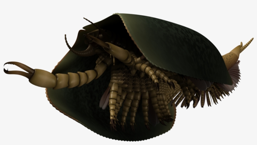 Tokummia Reconstruction 2017 04 27 - Tokummia Katalepsis, transparent png #411398