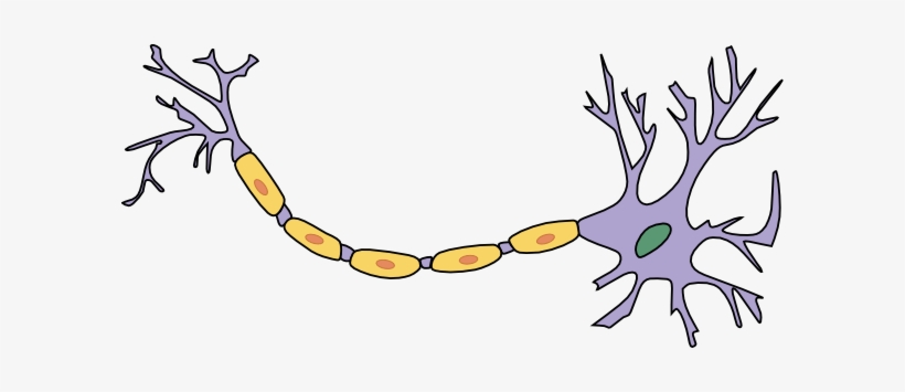 Neuron With Axon Clip Art - Neuron, transparent png #414557